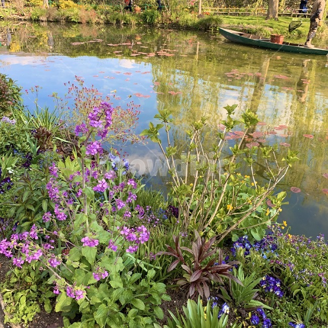 water,물,flower,garden,정원,꽃