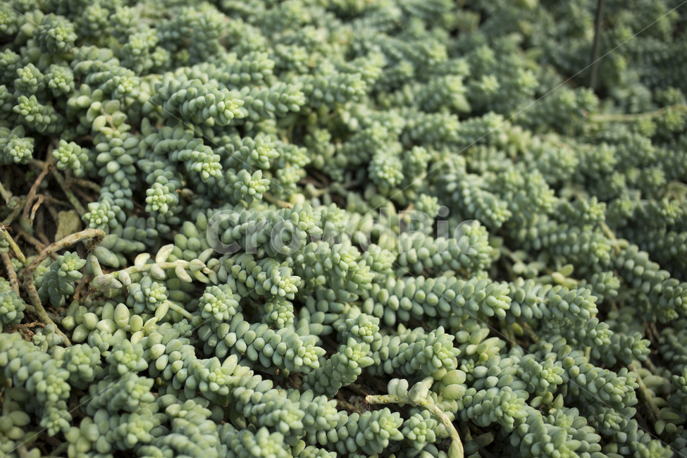 자연,식물,다육식물,잎,녹색,초록,식물,자연,plants,nature