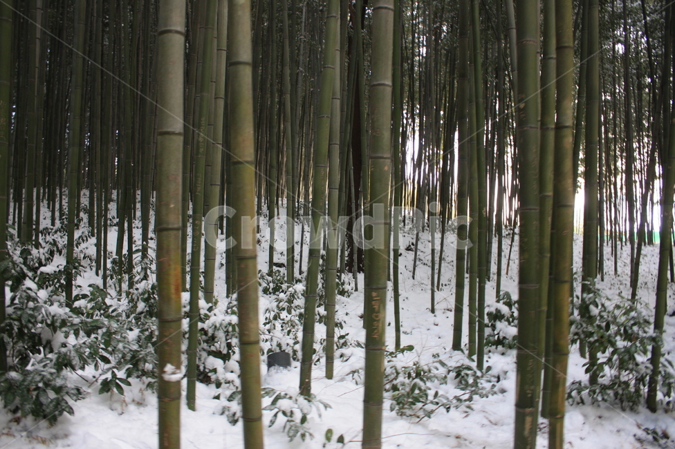 대나무,숲,장대,빽빽한,자연,환경,풍경,나무,담양,겨울,계절,winter,season,자연,풍경,nature,landscape,plant,식물,bamboo