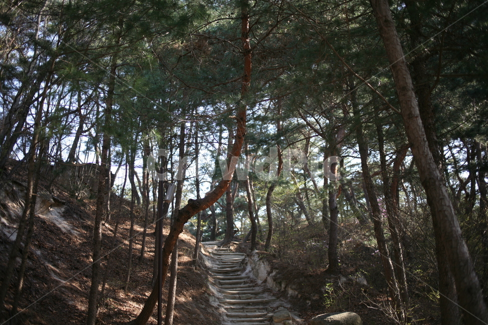 나무,tree,plant,풍경,산,소나무