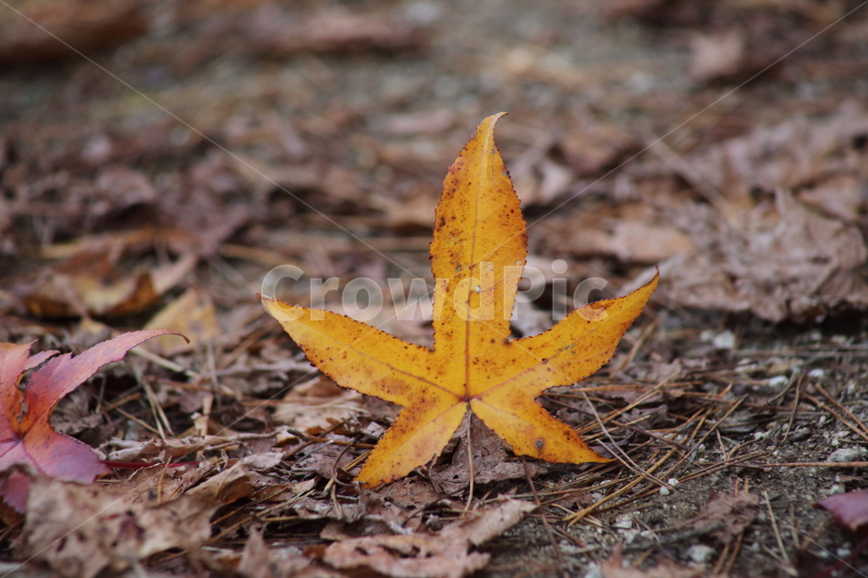 낙엽,가을,단풍,잎,fallenleaves,가을,계절,fall,autumn,season,leaf,plant,식물,tree,나무,ground,바닥