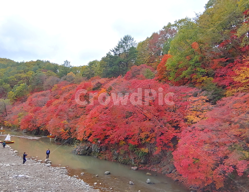 단풍,가을,물,나무,빨강단풍,가을,계절,fall,autumn,season,자연,풍경,nature,landscape,leaf,잎,plant,식물,tree,maple