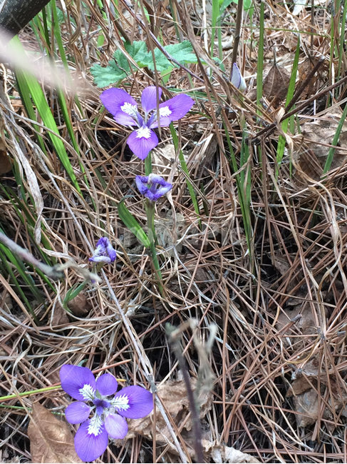 야생화,들꽃,보라색꽃,숲속,서해야생화