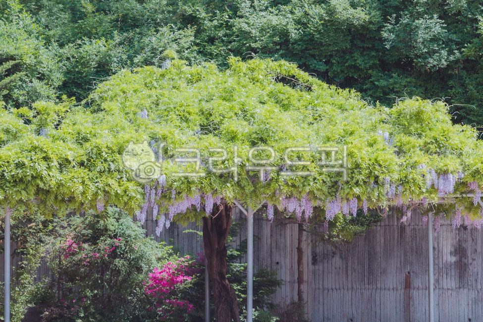 purple flower,rattan,purple,Rattan bench,wisteria flower,flower