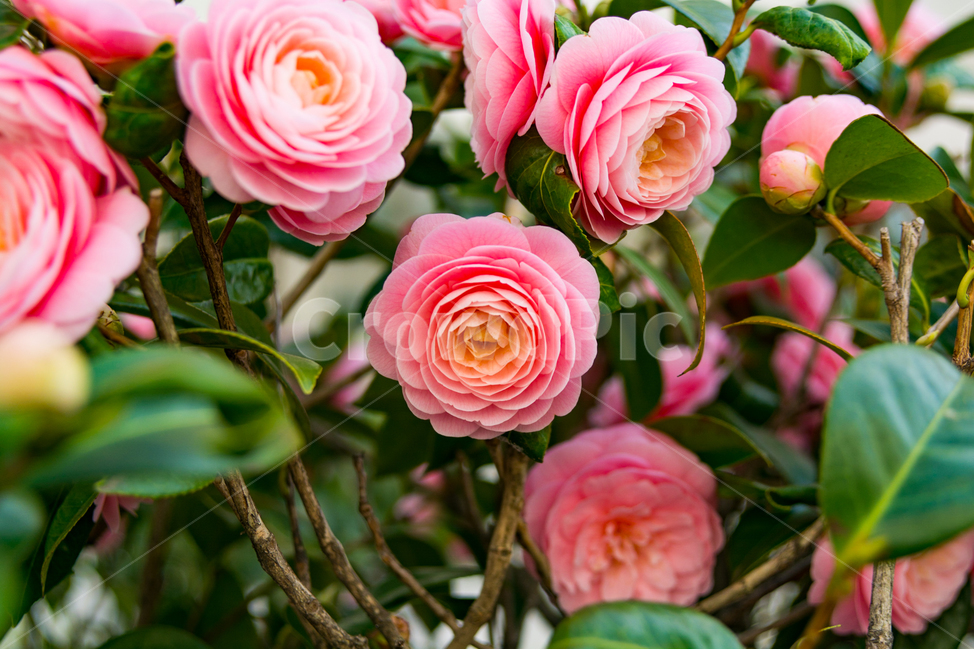 봄,꽃,동백꽃,자연,flower,동백,핑크,pink,색감,나무,꽃나무,봄,계절,spring,season,식물,자연,plants,nature,꽃,flower,blossom,rose,장미,plant