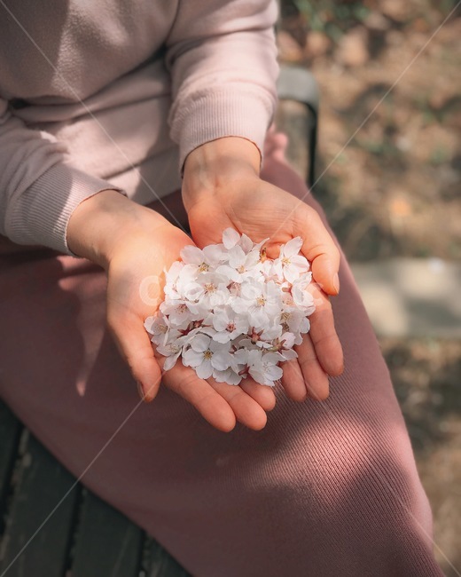 손,벚꽃,감성사진,봄,꽃잎,꽃,분홍,봄,계절,spring,season