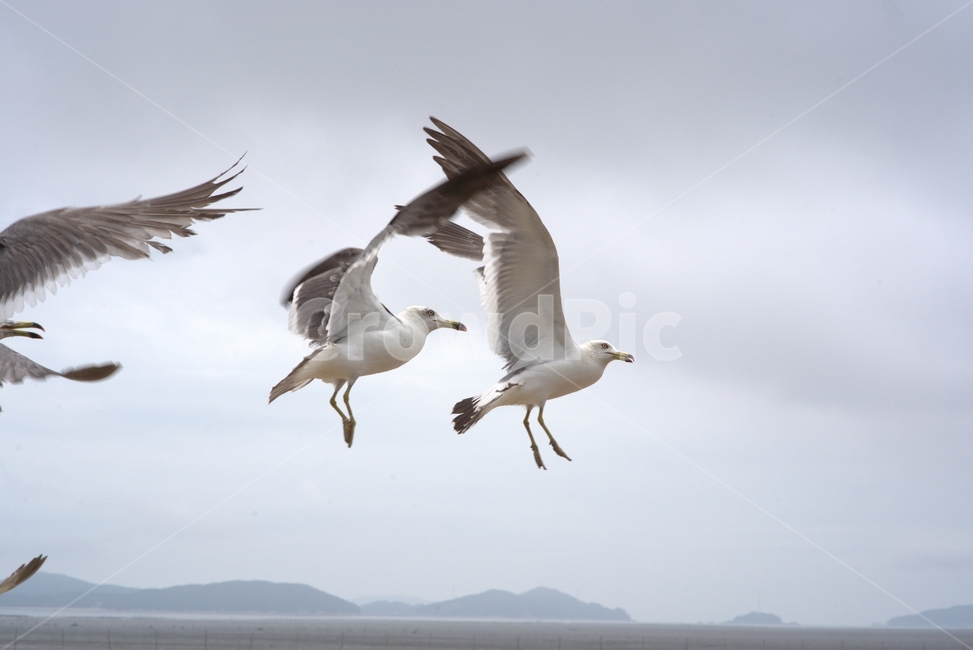 갈매기,자연,동물,비행,풍경,동물,animal,조류,새,birds