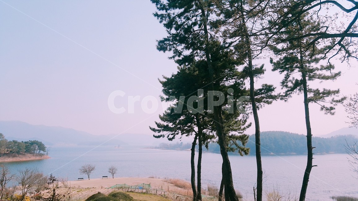 소나무,호수,풍경,자연,landscape,경치