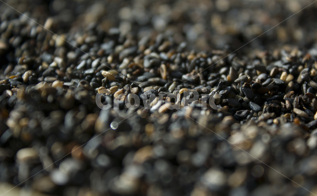 closeup,dry,dummy,food,grain,macro,meal,natural,nature,organic,plant,seed,seeds,sesame,sesameseed,sesameseeds,깨,참깨,곡식,곡류,음식,음식재료,식재료,식물,씨앗,씨,말린,말리는,건조,자연,클로즈업,깨소금,농작물,농촌,농사,검정,블랙,검은색,black,검은깨,아웃포커스,포커스아웃,블러,곡류,곡식,cereals