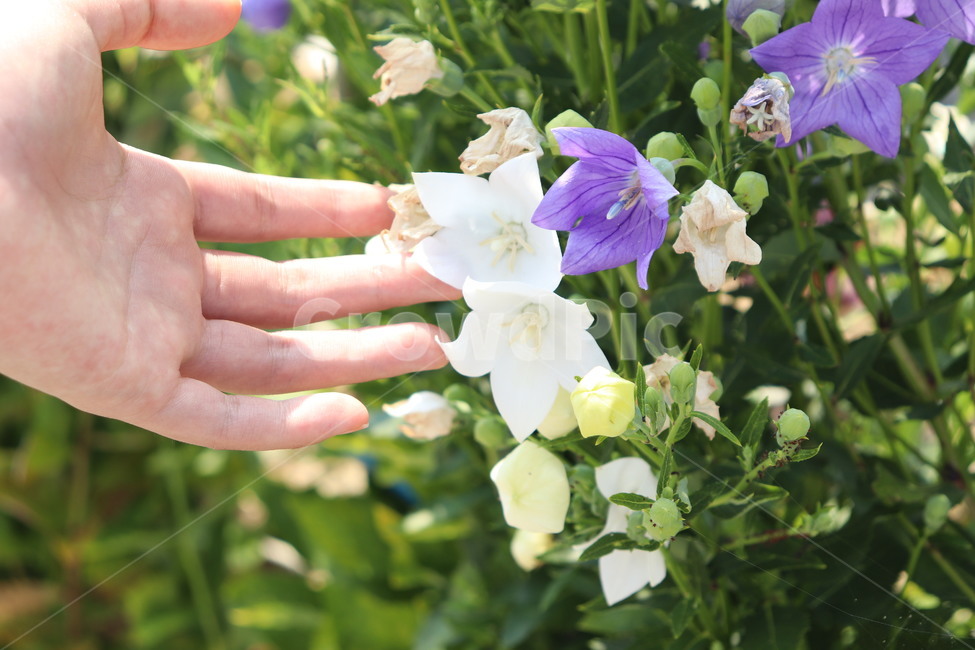 도라지꽃,꽃,보라색꽃,흰색꽃,손,balloonflower