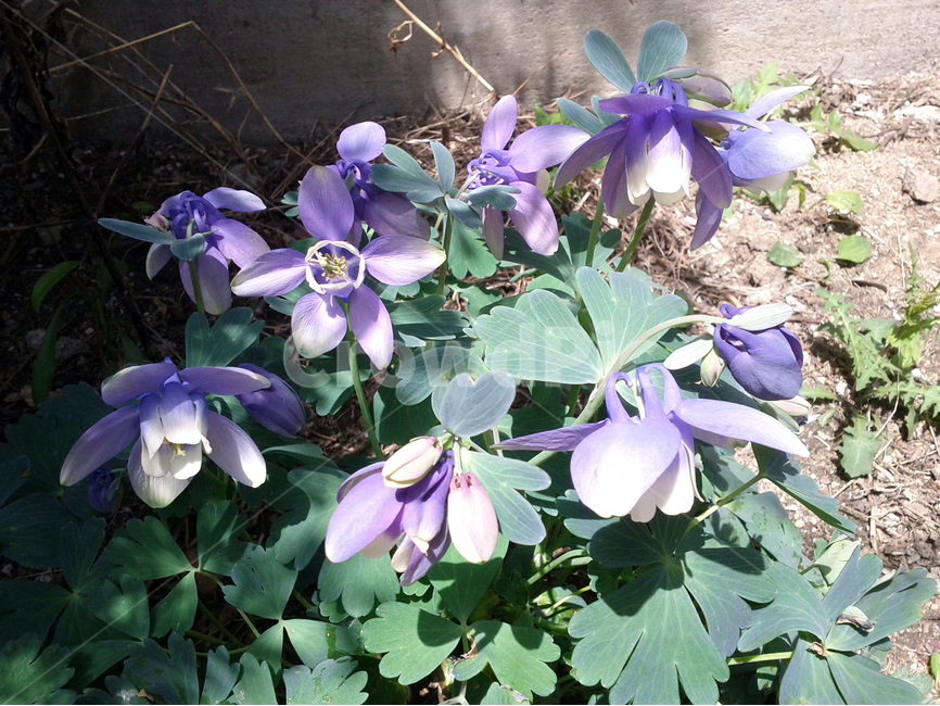 wildflower,야생화,매발톱꽃,보라꽃,보라색꽃,보라색야생화,acolumbine