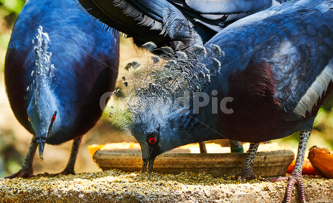 새,조류,깃털,부리,아름다운,먹이,동물,animal,조류,새,birds