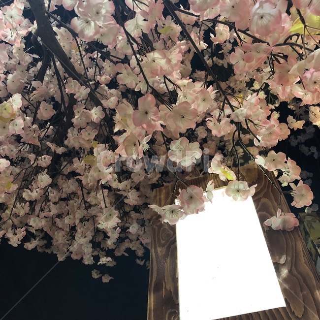 벚꽃,봄,나무,핑크,일본,감성,식물,자연,plants,nature,꽃,flower