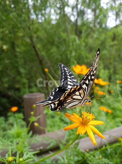 호랑나비,나비,swallowtailbutterfly,butterfly,꽃,동물,animal,곤충,벌레,insect,bug