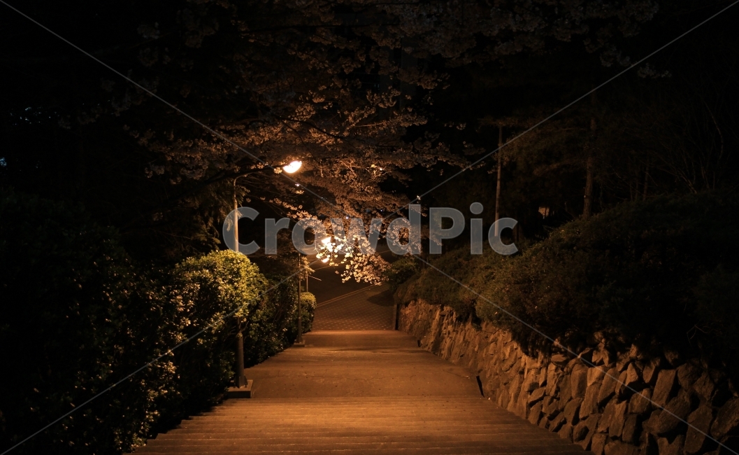밤,길거리,불빛,어둠,길,조명,자연,풍경,nature,landscape,야경,밤,nightscape,night,path,통로,outdoors,옥외