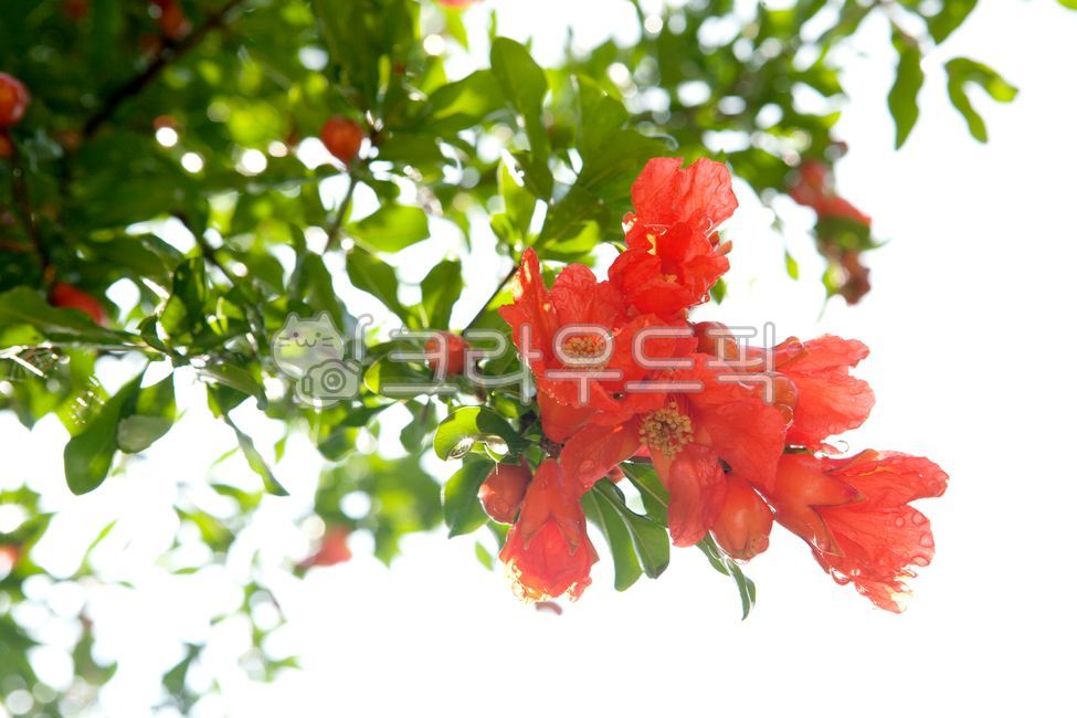 여름,석류나무,석류꽃,주황색꽃,화사한,화려한