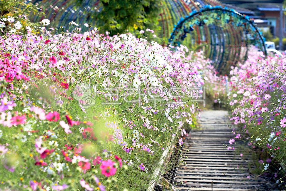 꽃,코스모스,가을,감성사진,식물,계절,휴식,힐링,자연,감성,색깔,색상,색채,기찻길,철로,터널,옥외,바탕,바탕화면,꽃길,가을이미지,기차역