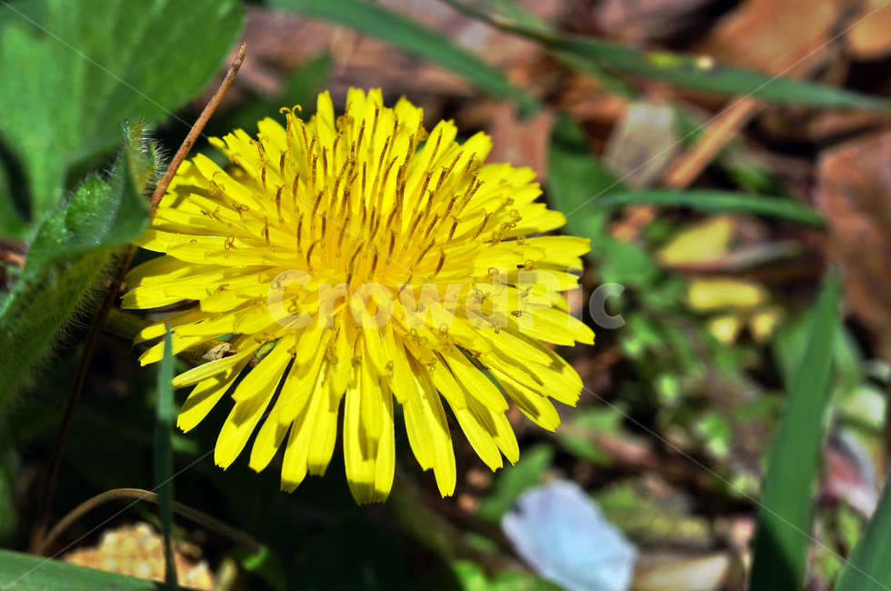 민들레,금잠초,봄,계절,노란색,dandelion,여러해살이풀