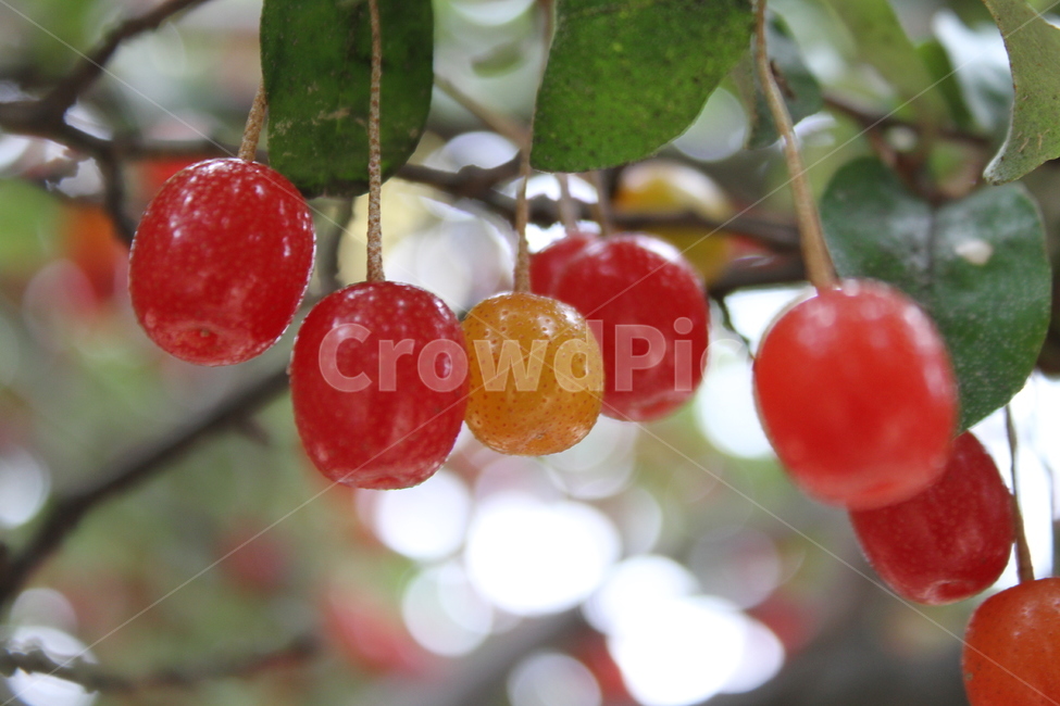 보리수,열매,식물,빨강,감성,cherryelaeagnus,fruit,식물,자연,plants,nature,과일,열매,fruit