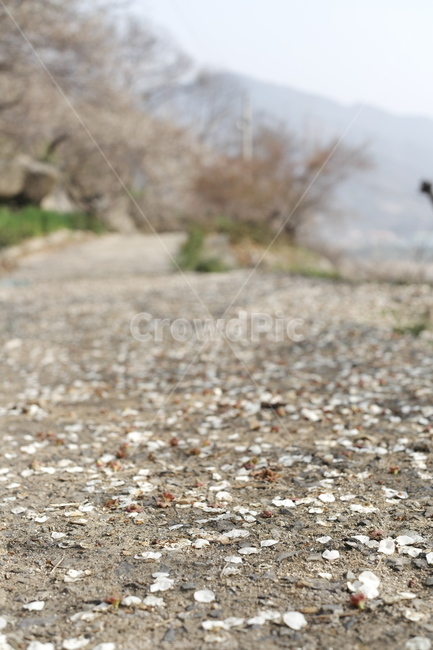 road,바닥,흙길,매화,매화길,봄,하얀꽃