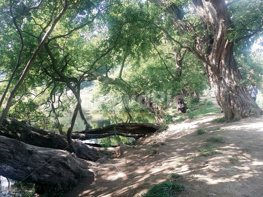 울창,울창한,나무,푸른,여름,자연,풍경,nature,landscape,tree,plant,식물,ground,바닥,tree trunk,나무 줄기