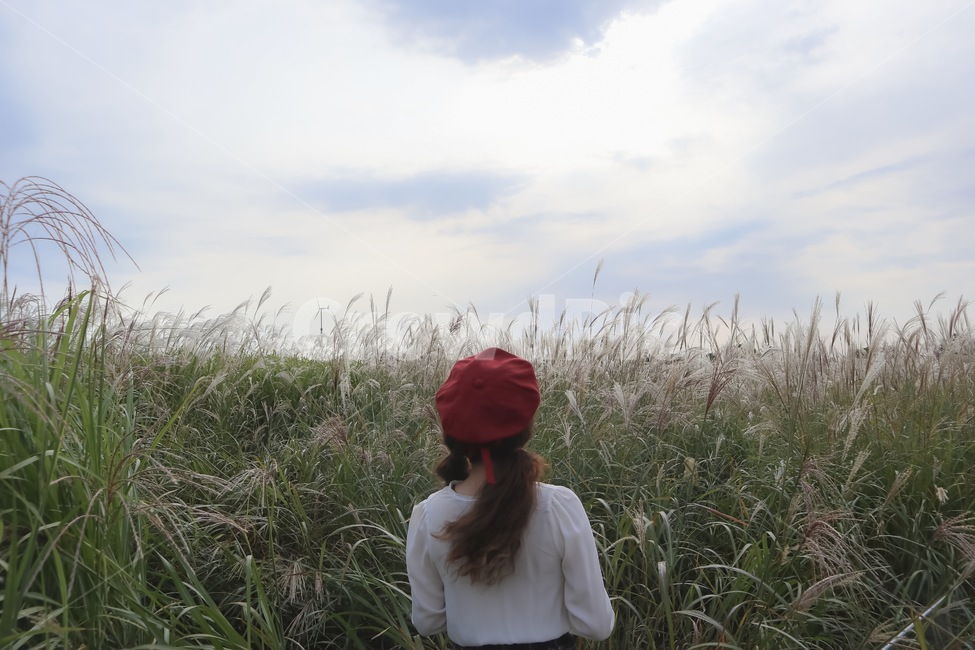 하늘공원,갈대,억새,가을,풍경,하늘,가을하늘,가을,계절,fall,autumn,season,사람,인물,인간,human,person,여성,여자,woman,female,lady