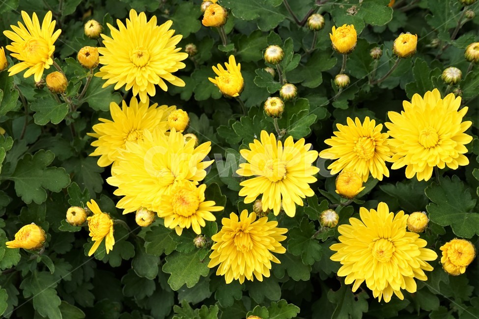 국화,노랑,가을,꽃,우아,자연,식물,연노랑,밝은노랑,진노랑,autumn,fall,flower,chrysanthemum,yellow,elegant,우아함,계절,season,floral,nobility,고귀함,향기,가을대표,가을꽃,노랑꽃,꽃봉오리,국화꽃,plant,식물,자연,plants,nature,꽃,flower