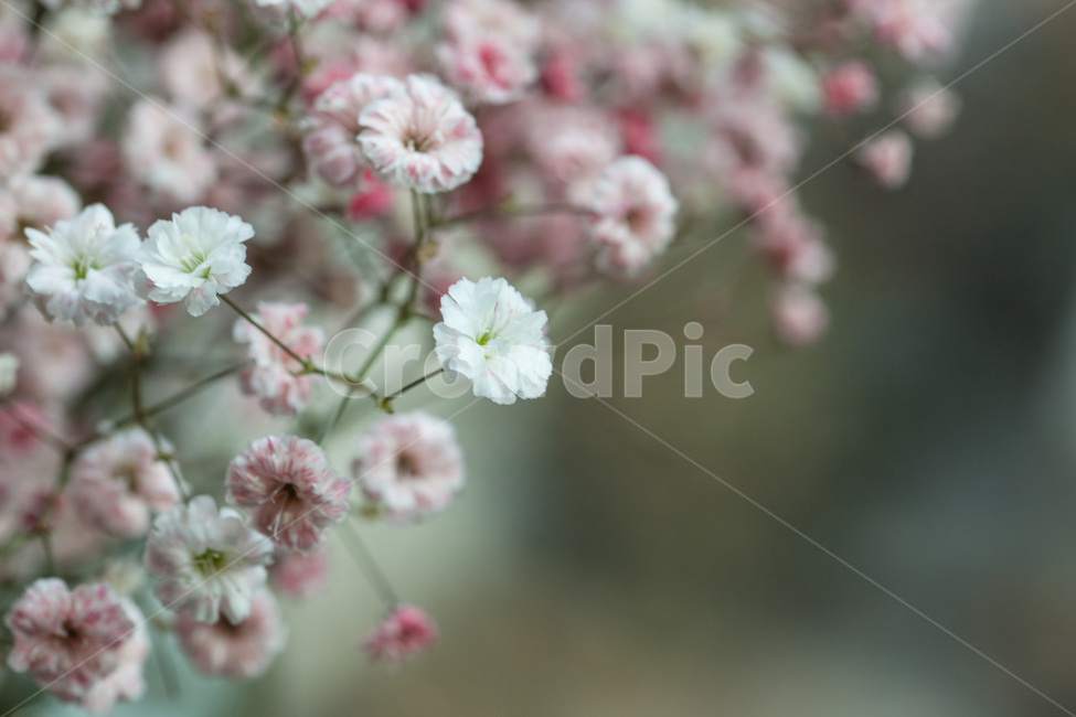 flower,flowers,꽃,꽃병,화병,식물,자연,plants,nature,꽃,flower,감성,sensible,feeling