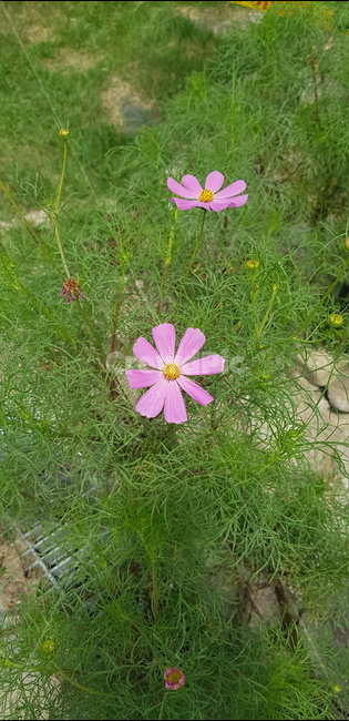 가을,코스모스,핑크,꽃,식물,식물,자연,plants,nature,꽃,flower