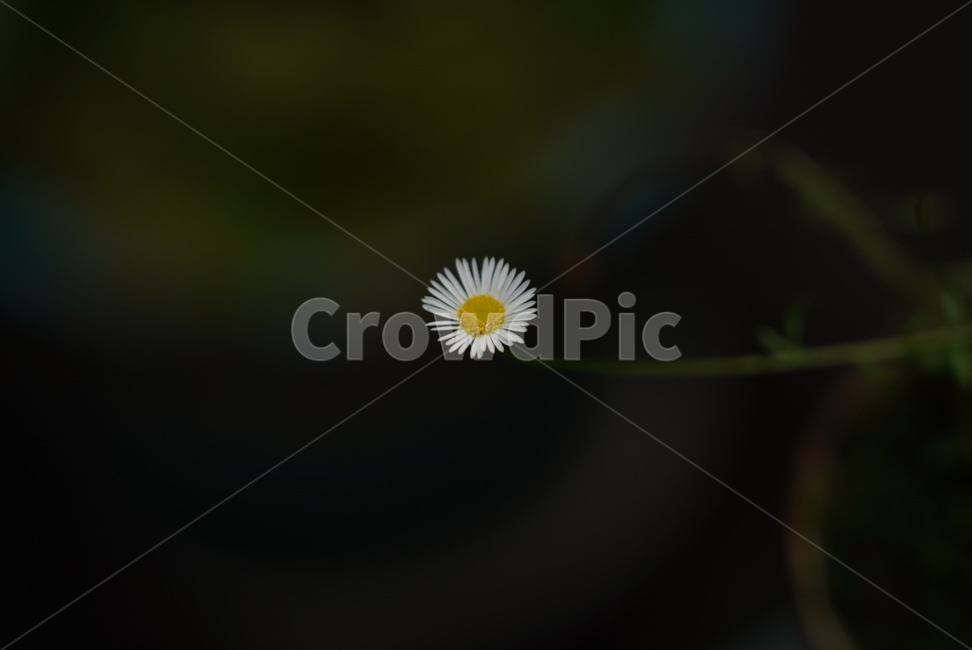 데이지,꽃,plant,flower,식물,들꽃,식물,자연,plants,nature,꽃,flower