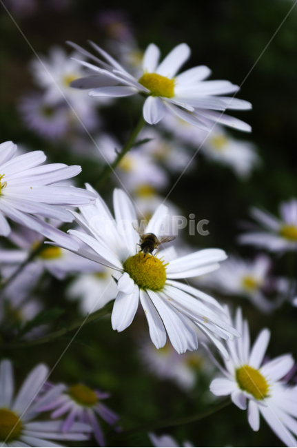 구절초,꽃,식물,flower,plant