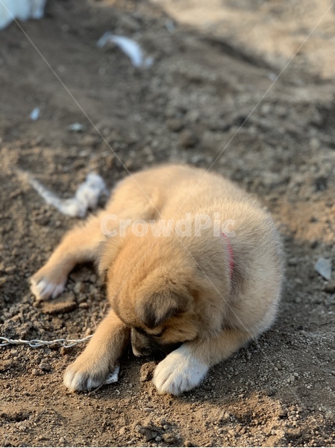 animal,dog,doggie,doggy,강아지,동물,똥개,시골개,개