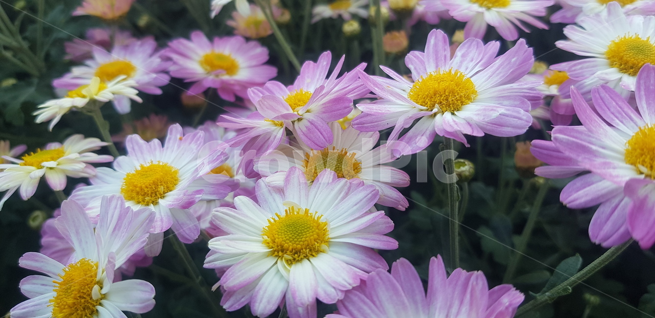 식물,화분,꽃,plant,pollen