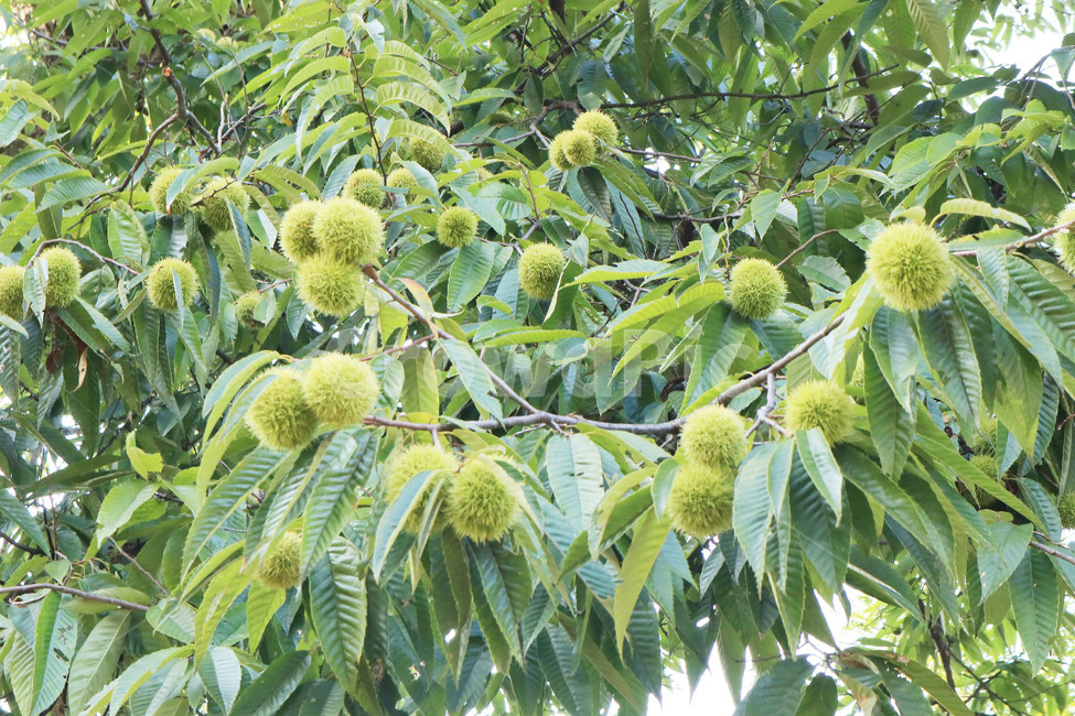 밤나무,가시,열매,나무,가을,밤,밤송이,식물,자연,plants,nature,과일,열매,fruit