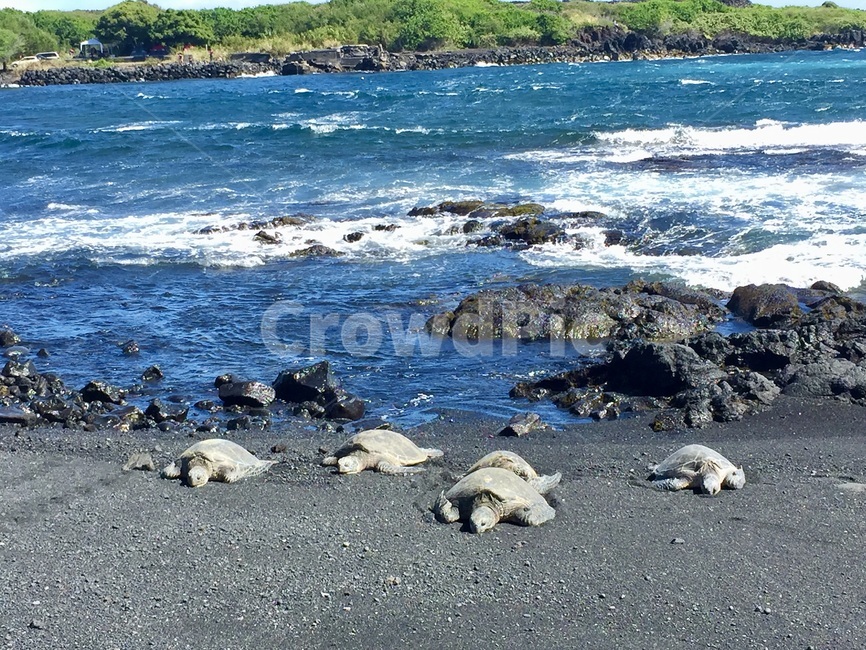 바닷가,하와이,검은모래해변,거북이,해변거북이,turtle,blacksand