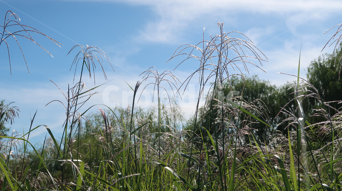 reed,갈대,가을,autumn,grass,plant,식물,lawn,잔디,fall,초록,하늘,blue,clouds,파랑,field,들,들녘,자연,풍경,nature,landscape