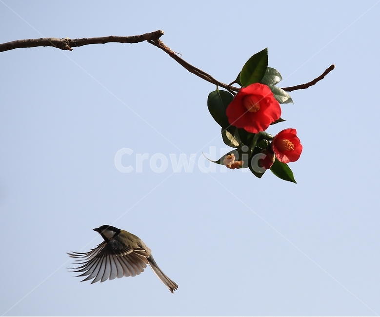animal,동물,bird,새,plant,식물,flower,blossom,꽃,leaf,잎,동백,동백꽃,동박새,먹이,식물,자연,plants,nature,꽃,flower,동물,animal,조류,새,birds