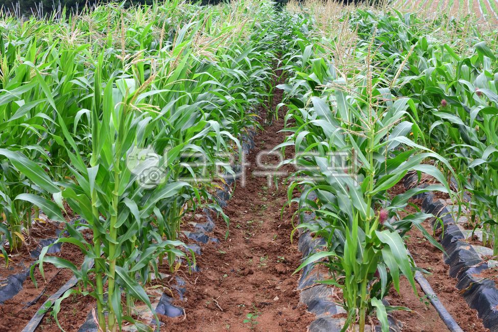 raw corn,field farming,corn,Chodang Corn,skin,cone,corn stubble,mustache,grains,cornfield,corner,field,white corn,corn husk,farming,ingredients,grain
