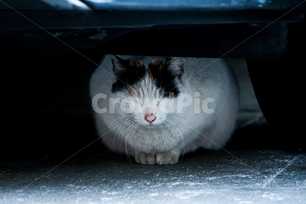 pet,cat,고양이,animal,동물,mammal,포유류,낮잠,동물,animal,포유류,mammal,고양이,cat,kitten,kitty
