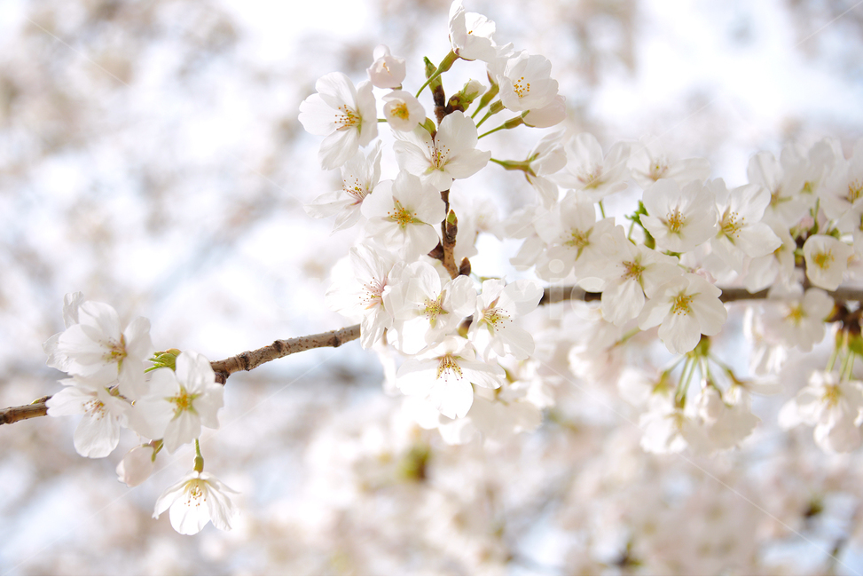 봄,벚꽃,봄이미지,서정적,봄꽃,봄,계절,spring,season,식물,자연,plants,nature,꽃,flower,plant,blossom