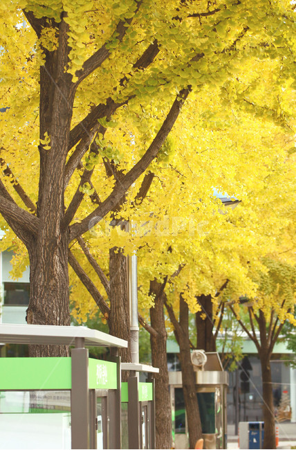 가을,단풍,풍경,한국,전통,감성,korea,autumn,fall,가을풍경