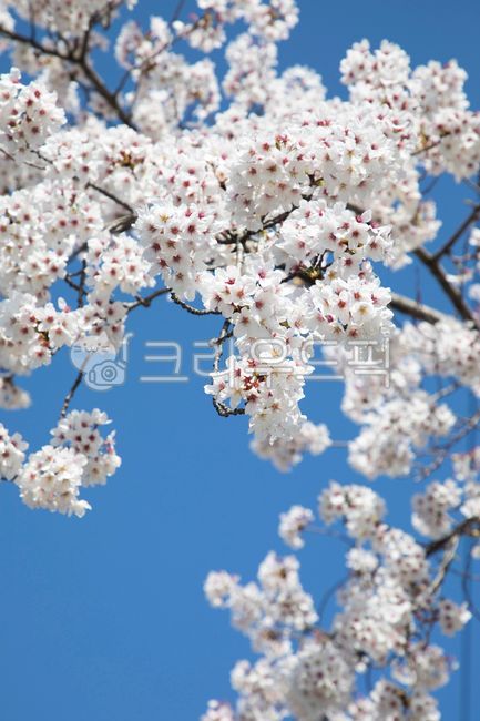 plant,flower,blossom,cherryblossom,식물,꽃,벚꽃