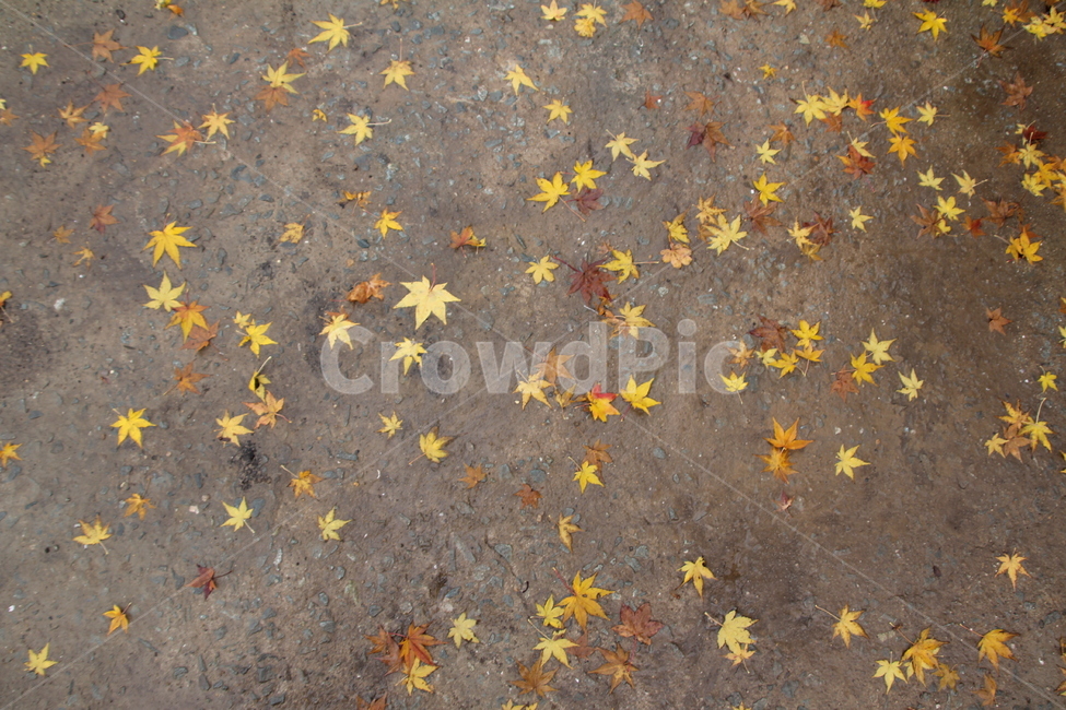 낙엽,단풍,가을,노랑,빨강,가을,계절,fall,autumn,season,leaf,잎,plant,식물