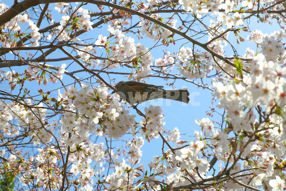 새,식물,blossom,동물,animal,벚꽃,flower,꽃,자연