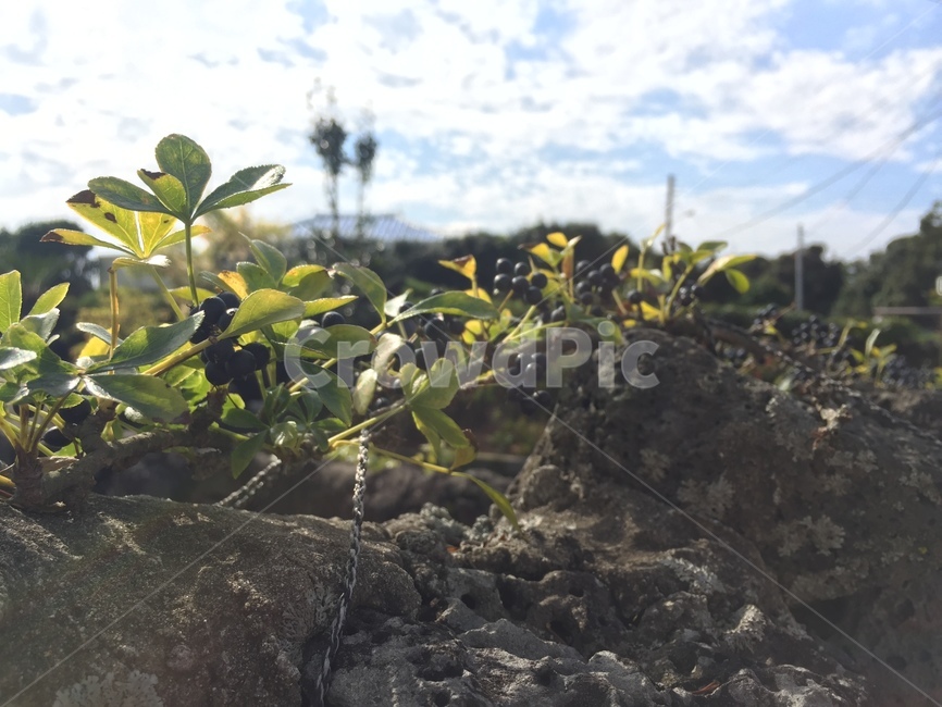 leaf,잎,plant,식물,자연,nature