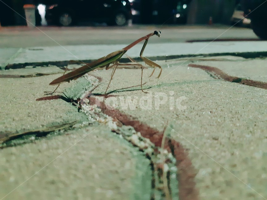 곤충,사마귀,도로,초록,용맹,위엄,곤충,벌레,insect,bug