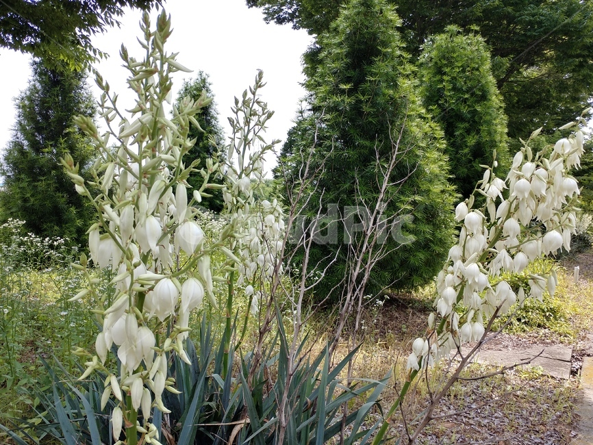 실유카,유카꽃,yucca,실유카꽃,식물,용설란과