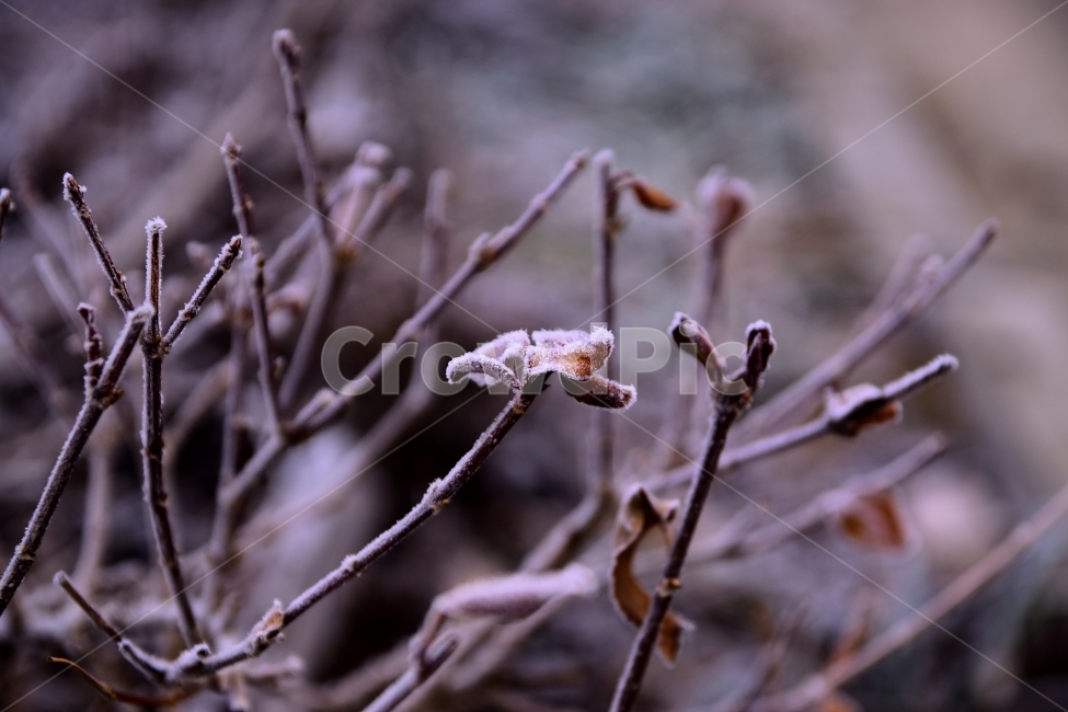 겨울,눈,서리,차가움,식물,낙엽,겨울,계절,winter,season,식물,자연,plants,nature