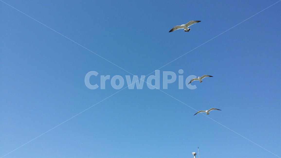 flying,animal,동물,갈매기,구름,하늘,감성샷,자유,힐링,새,바다,물,바닷가,강가