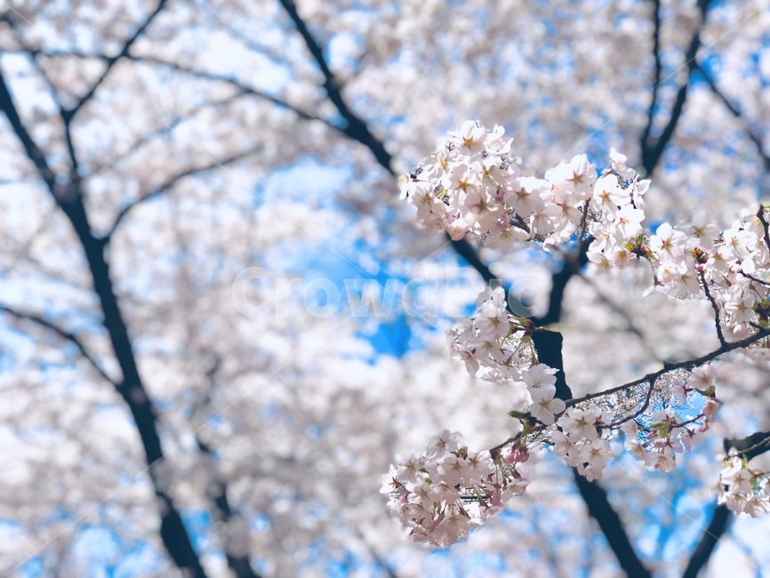 꽃,벚꽃,자연,봄,flower,blossom,cherryblossom,nature,spring,봄,계절,spring,season,plant,식물